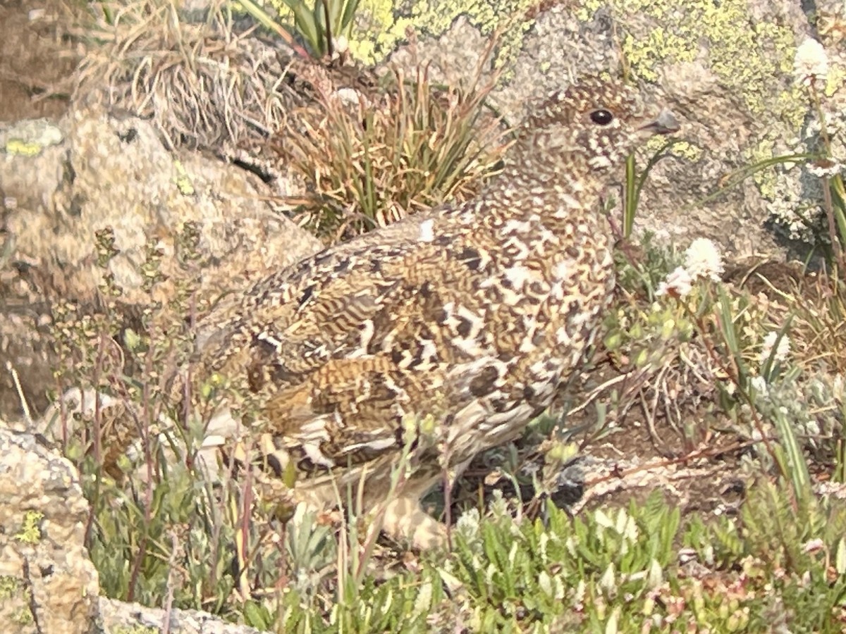 White-tailed Ptarmigan - ML639002007