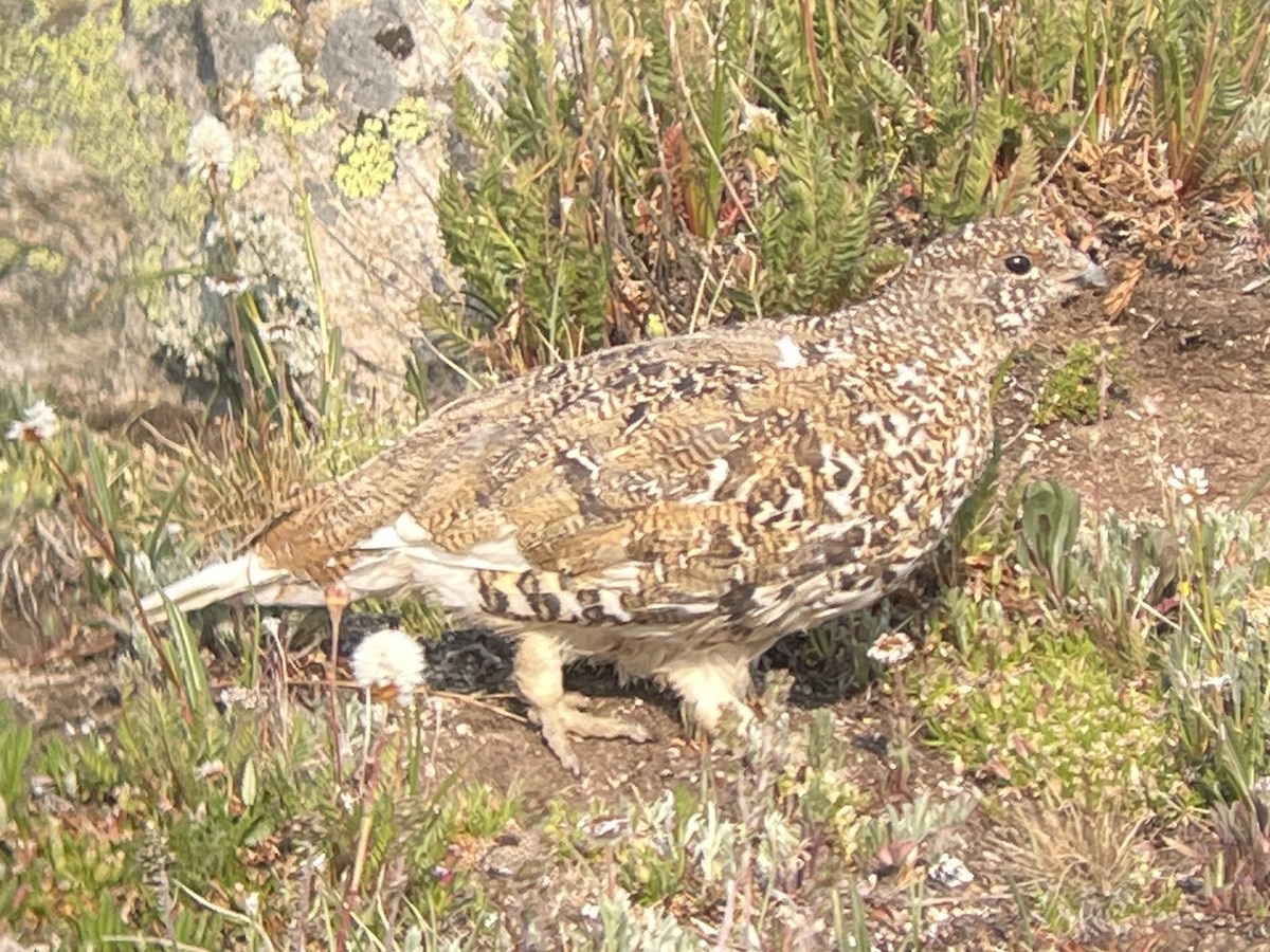 White-tailed Ptarmigan - ML639002008
