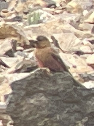 Brown-capped Rosy-Finch - ML639002022