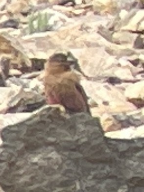 Brown-capped Rosy-Finch - ML639002023