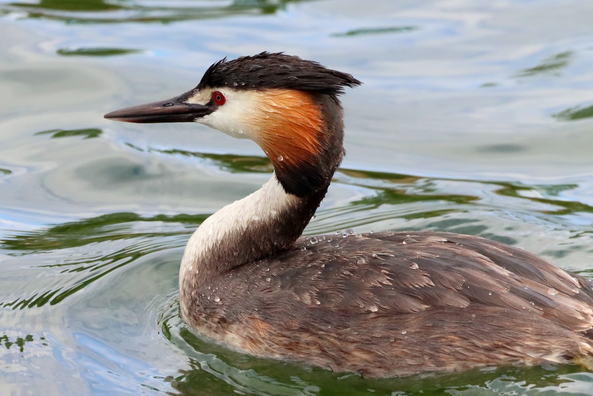 Отгот шунгуур - ML639002096