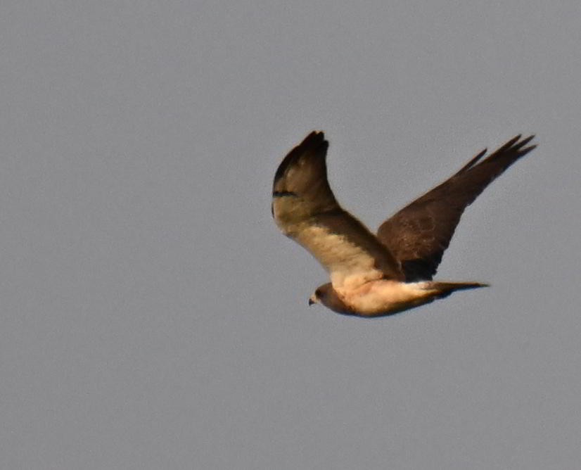 Swainson's Hawk - ML639002102