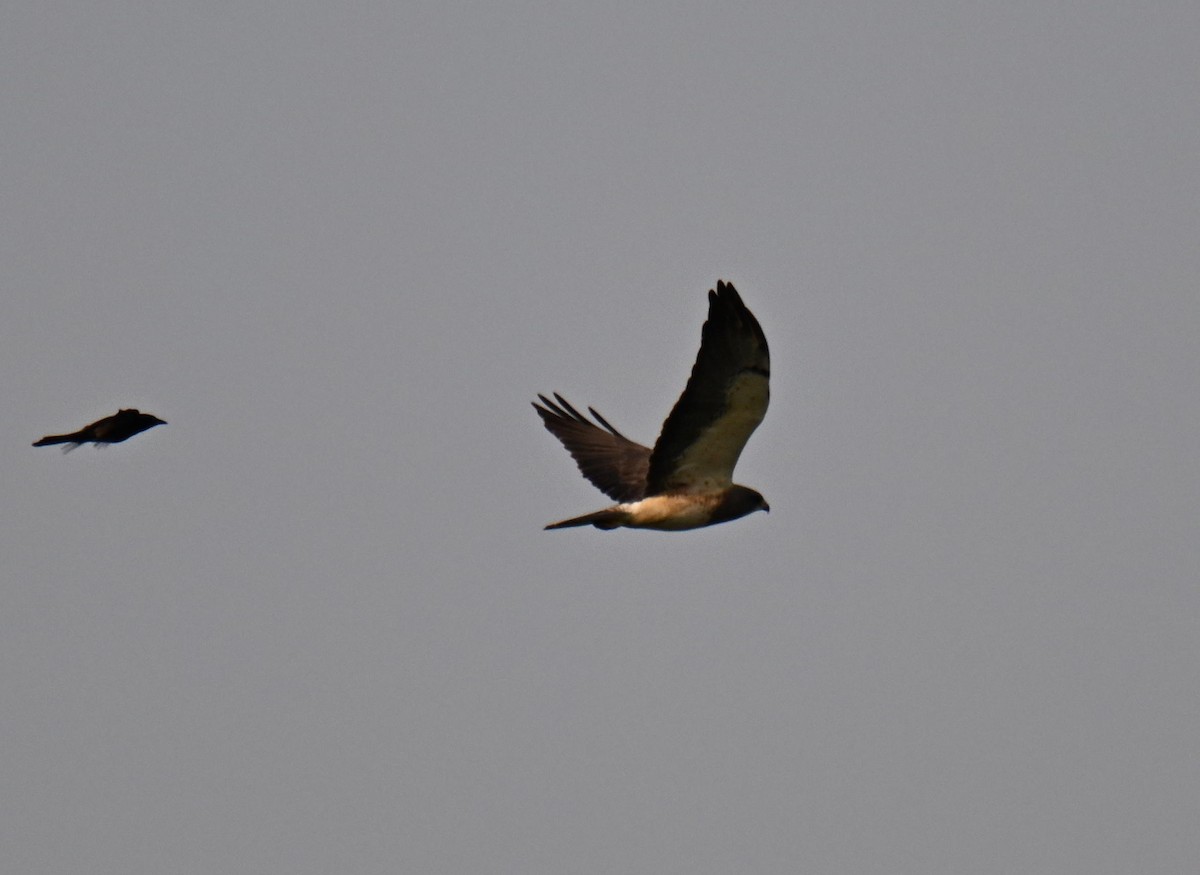 Swainson's Hawk - ML639002103