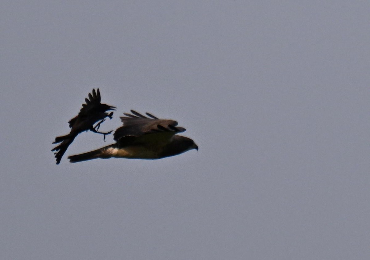 Swainson's Hawk - ML639002105