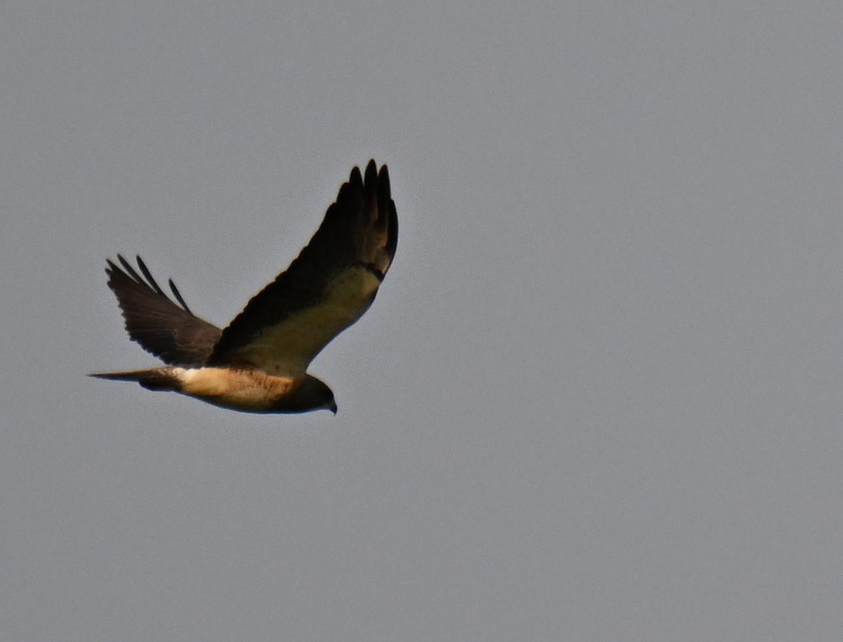 Swainson's Hawk - ML639002106