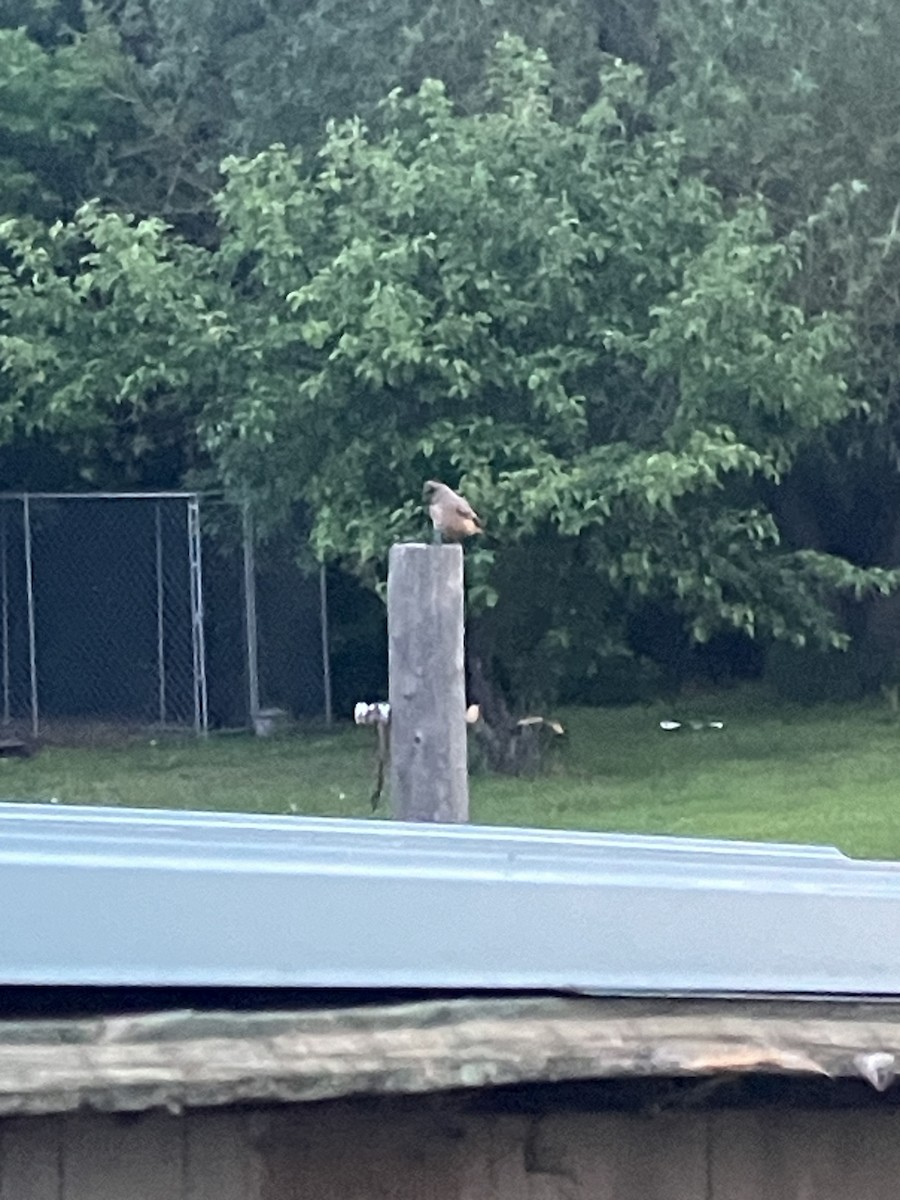 Say's Phoebe - ML639002122