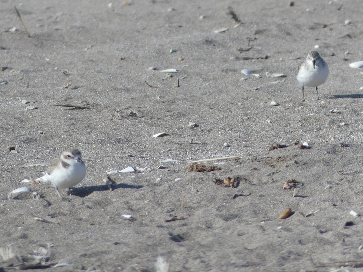Bergstrandläufer - ML639002149