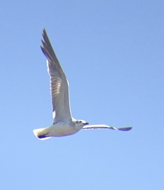Laughing Gull - ML639002150