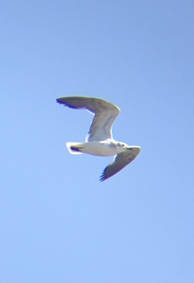 Laughing Gull - ML639002151