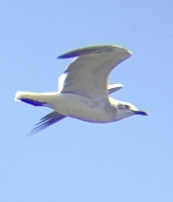 Laughing Gull - ML639002152