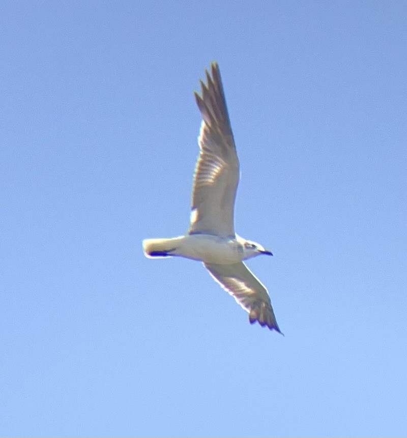 Laughing Gull - ML639002153