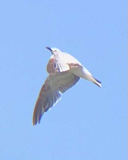 Laughing Gull - ML639002154