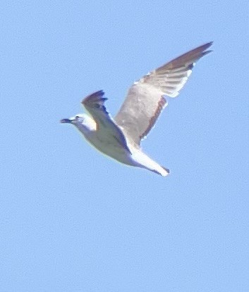 Laughing Gull - ML639002155