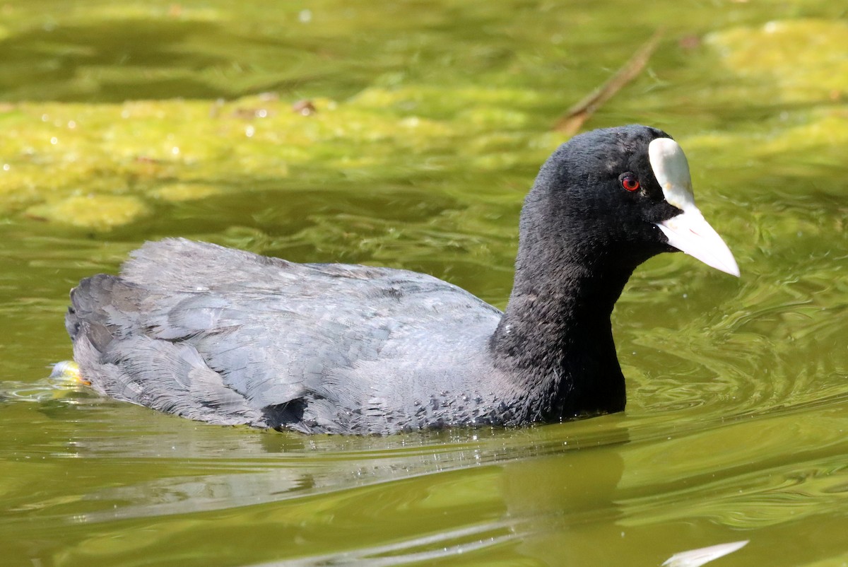 Халзан түнжүүр - ML639002174