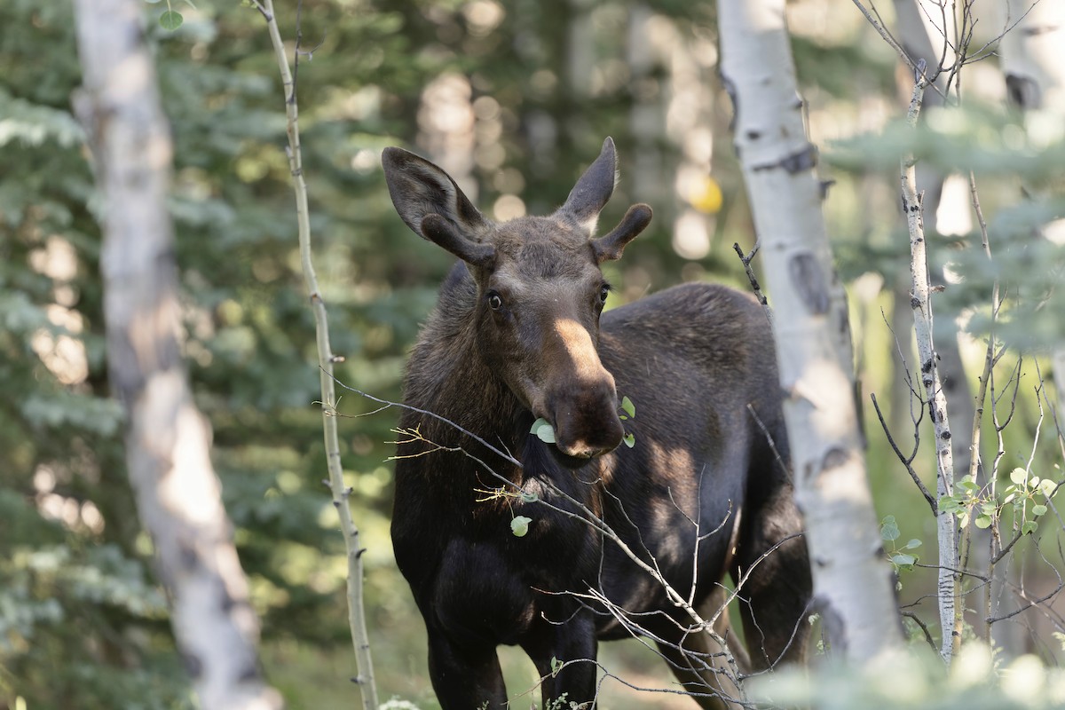 Moose - ML639002214