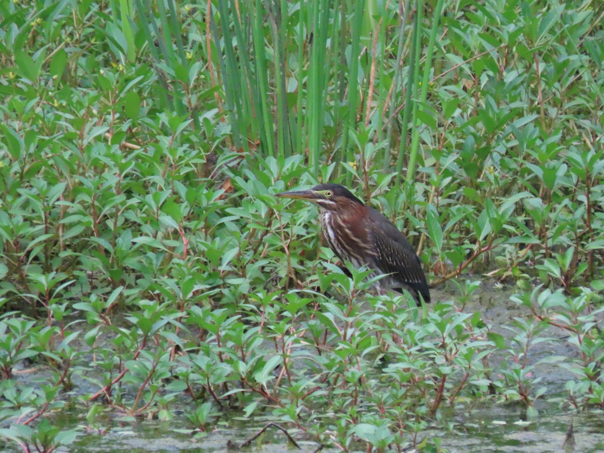 Green Heron - ML639002290