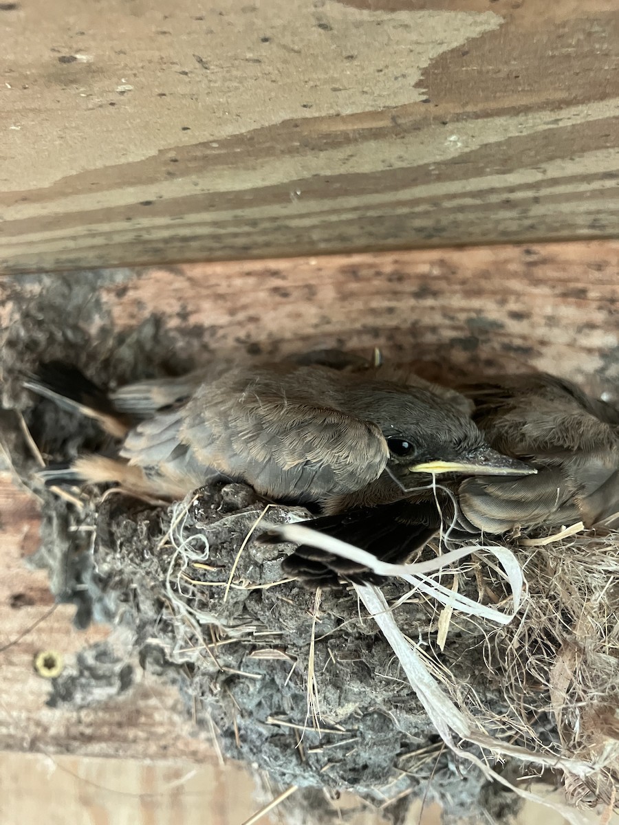 Say's Phoebe - ML639002312