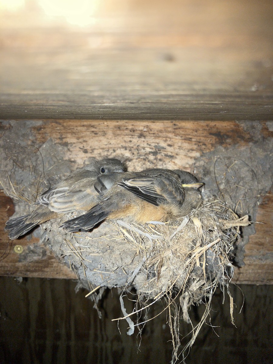 Say's Phoebe - ML639002313