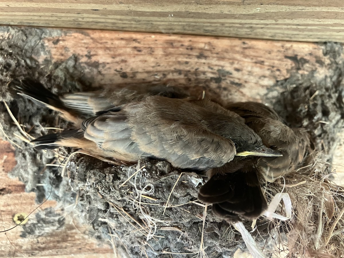Say's Phoebe - ML639002314