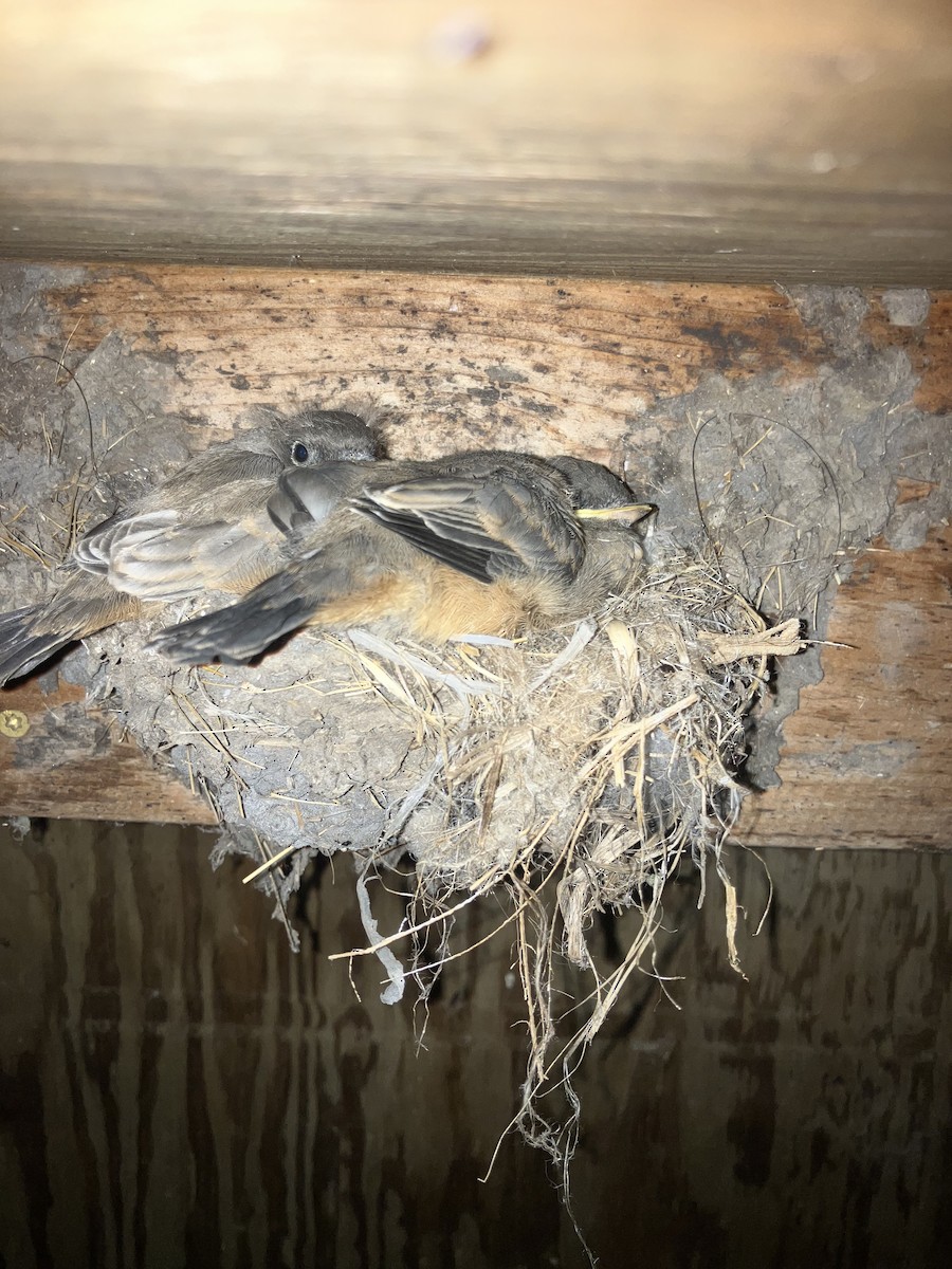 Say's Phoebe - ML639002315
