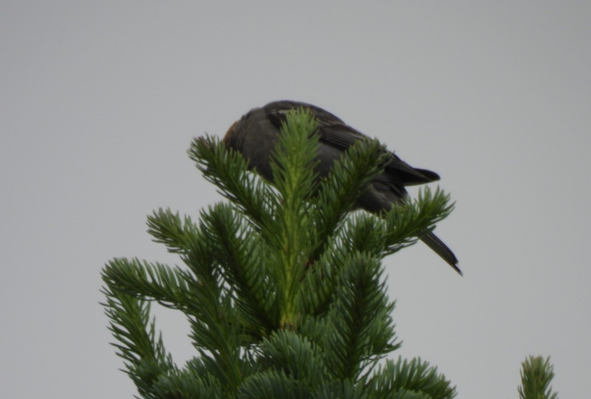 Pine Grosbeak - ML639002331