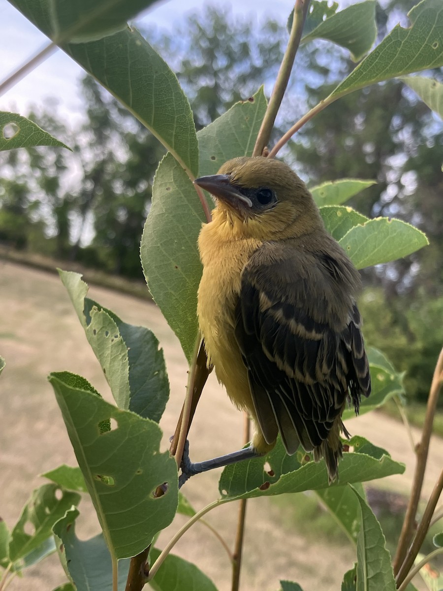 Orchard Oriole - ML639002333