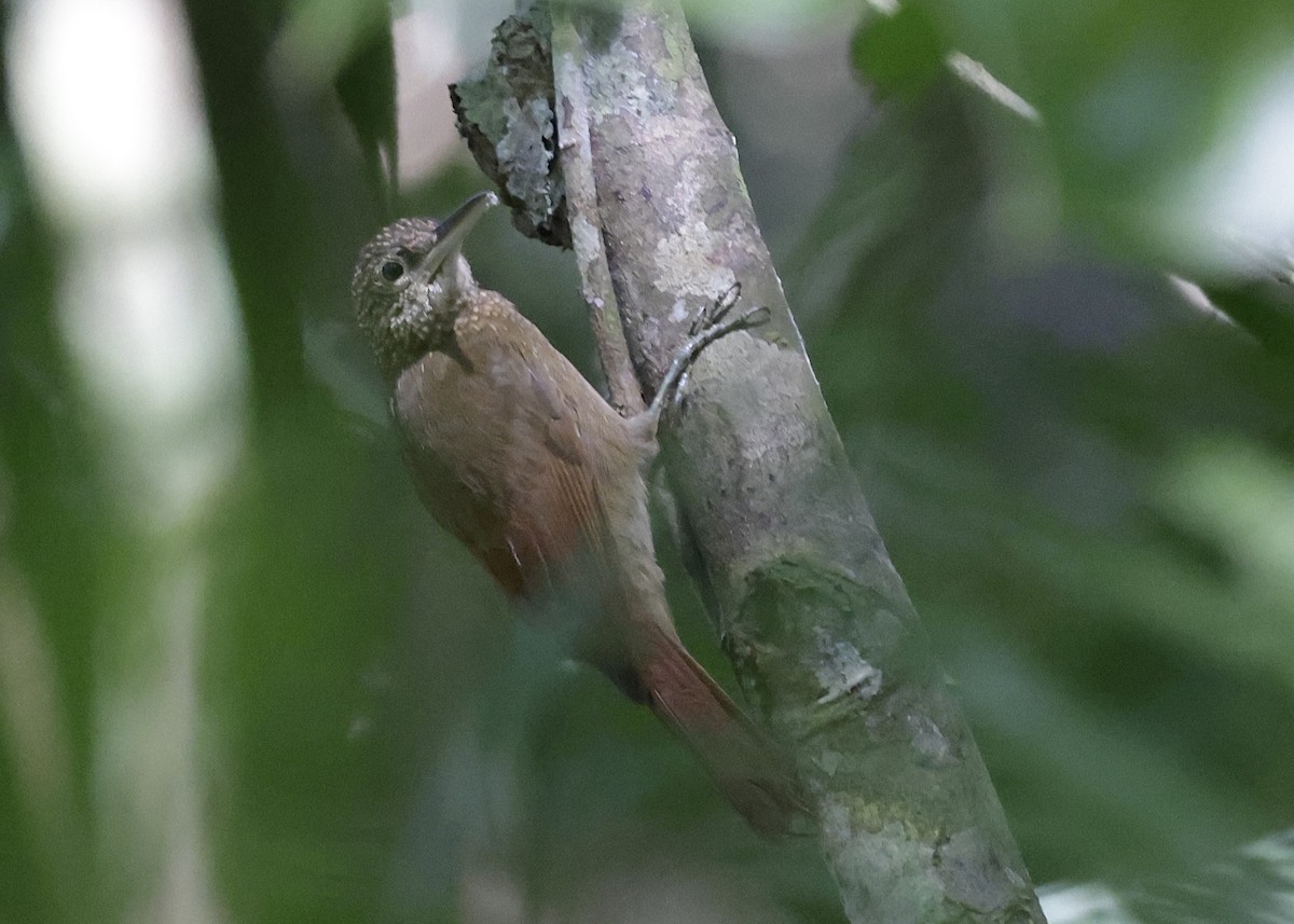Ocellated Woodcreeper - ML639002355