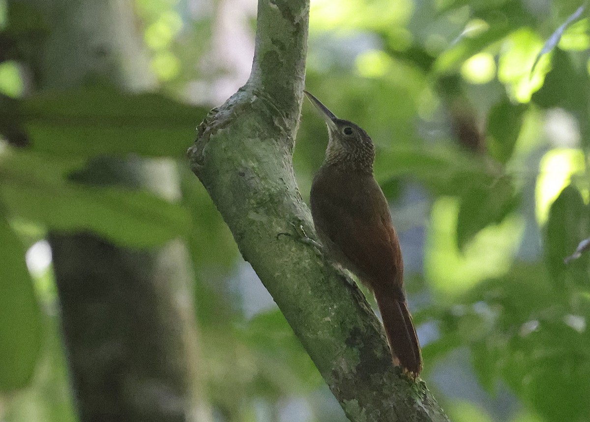 Elegant Woodcreeper - ML639002369