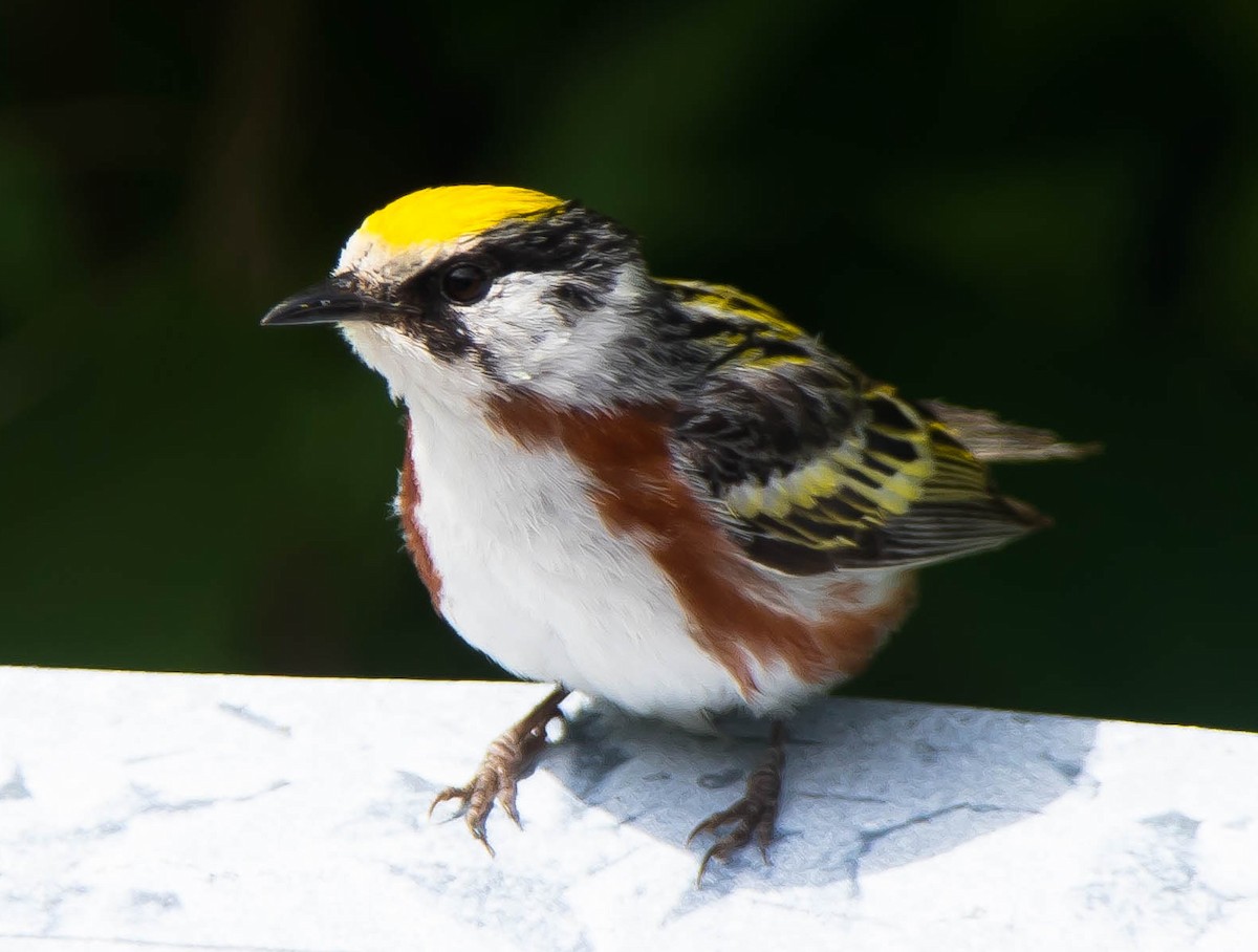 Chestnut-sided Warbler - ML639002455