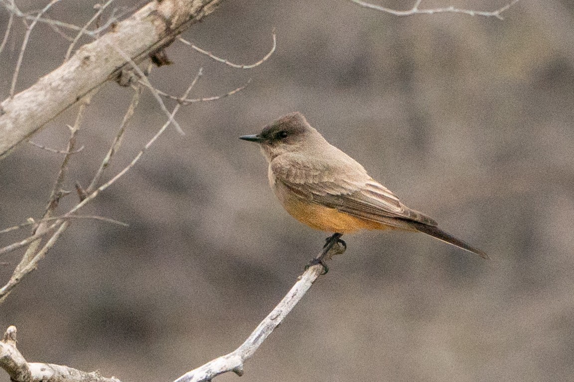 Say's Phoebe - ML639002458