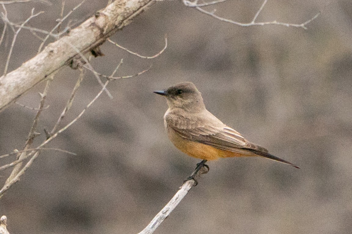 Say's Phoebe - ML639002459