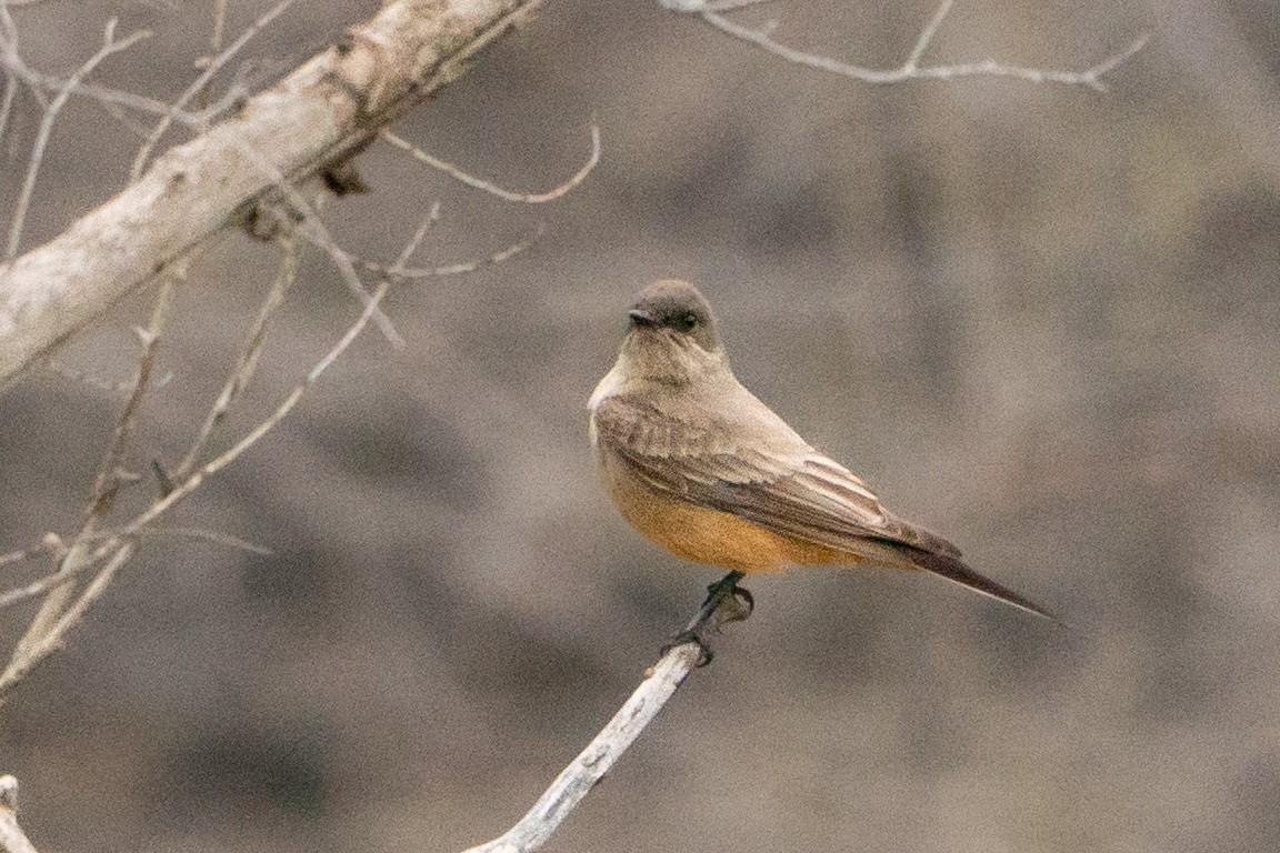 Say's Phoebe - ML639002460