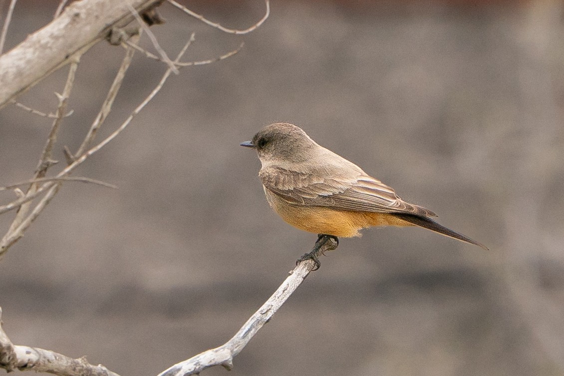 Say's Phoebe - ML639002461
