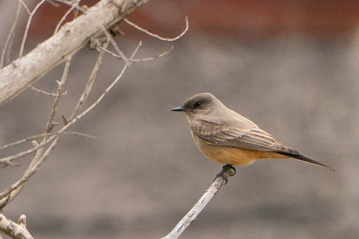 Say's Phoebe - ML639002462