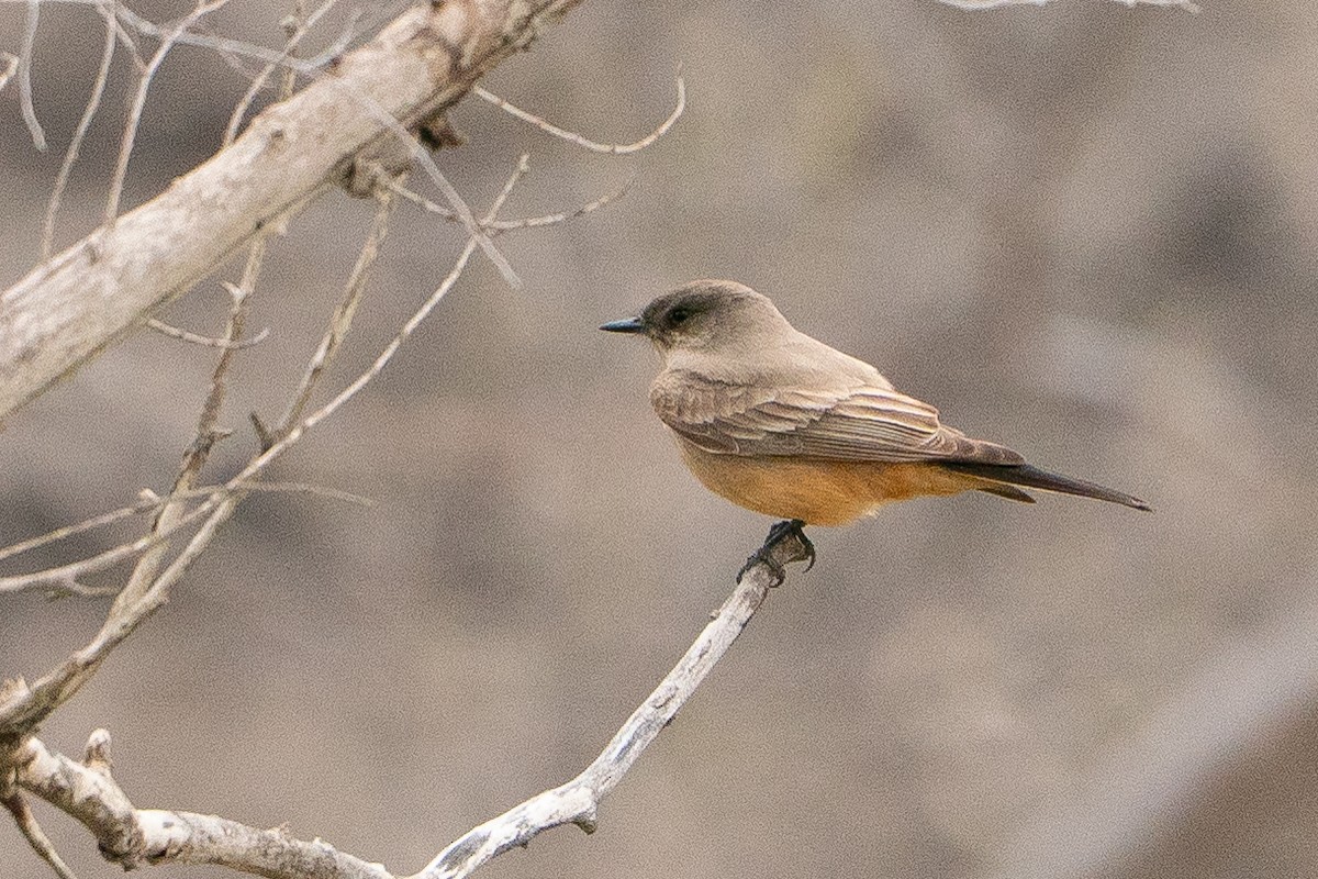 Say's Phoebe - ML639002463