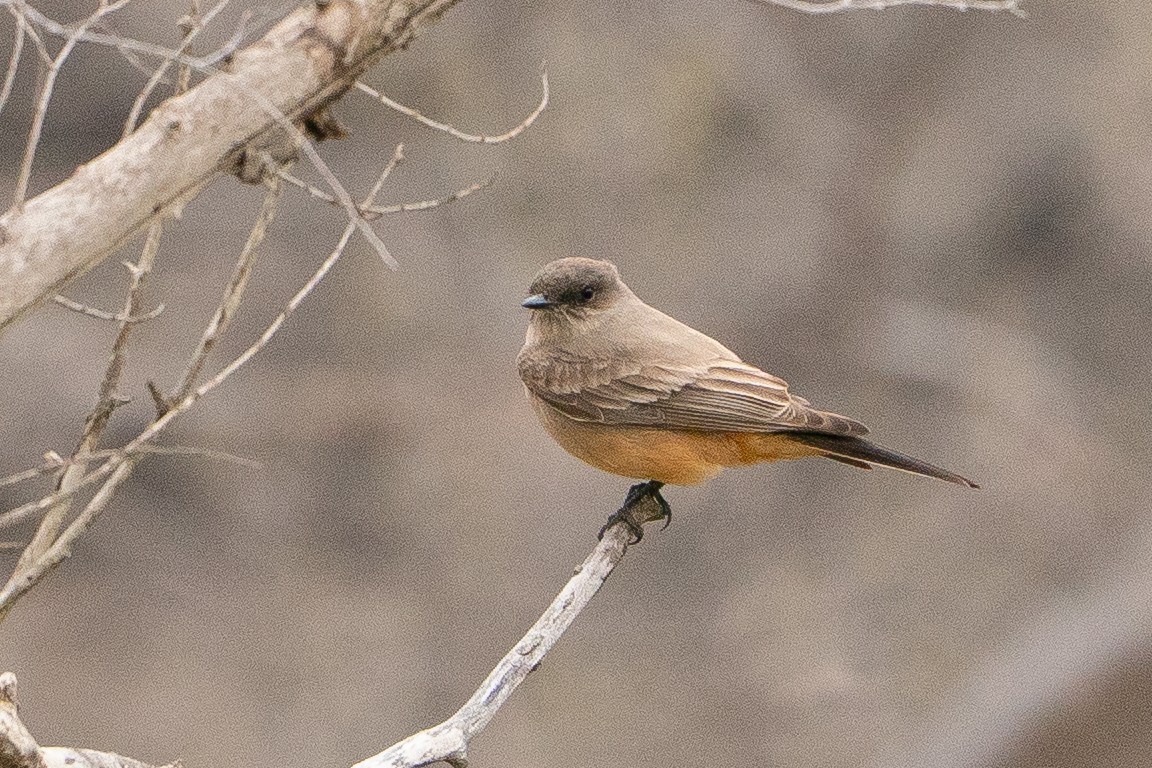 Say's Phoebe - ML639002464