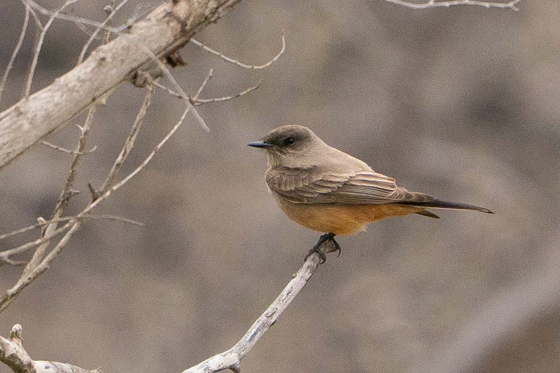 Say's Phoebe - ML639002465