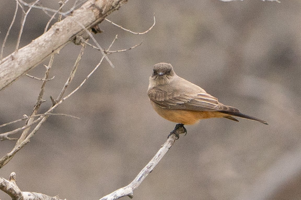 Say's Phoebe - ML639002466