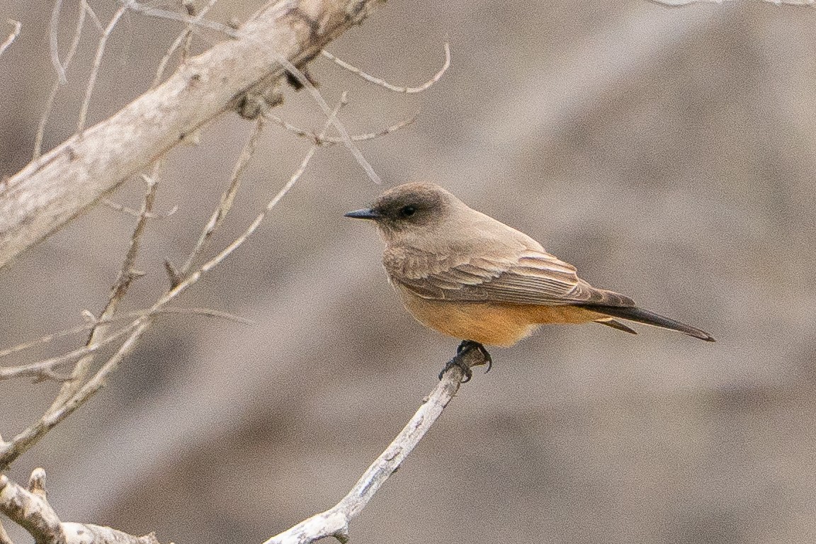 Say's Phoebe - ML639002467