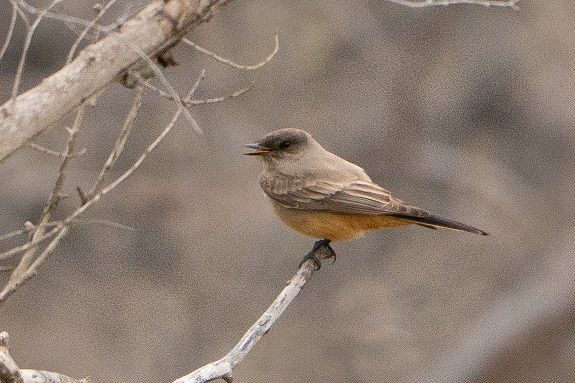 Say's Phoebe - ML639002468