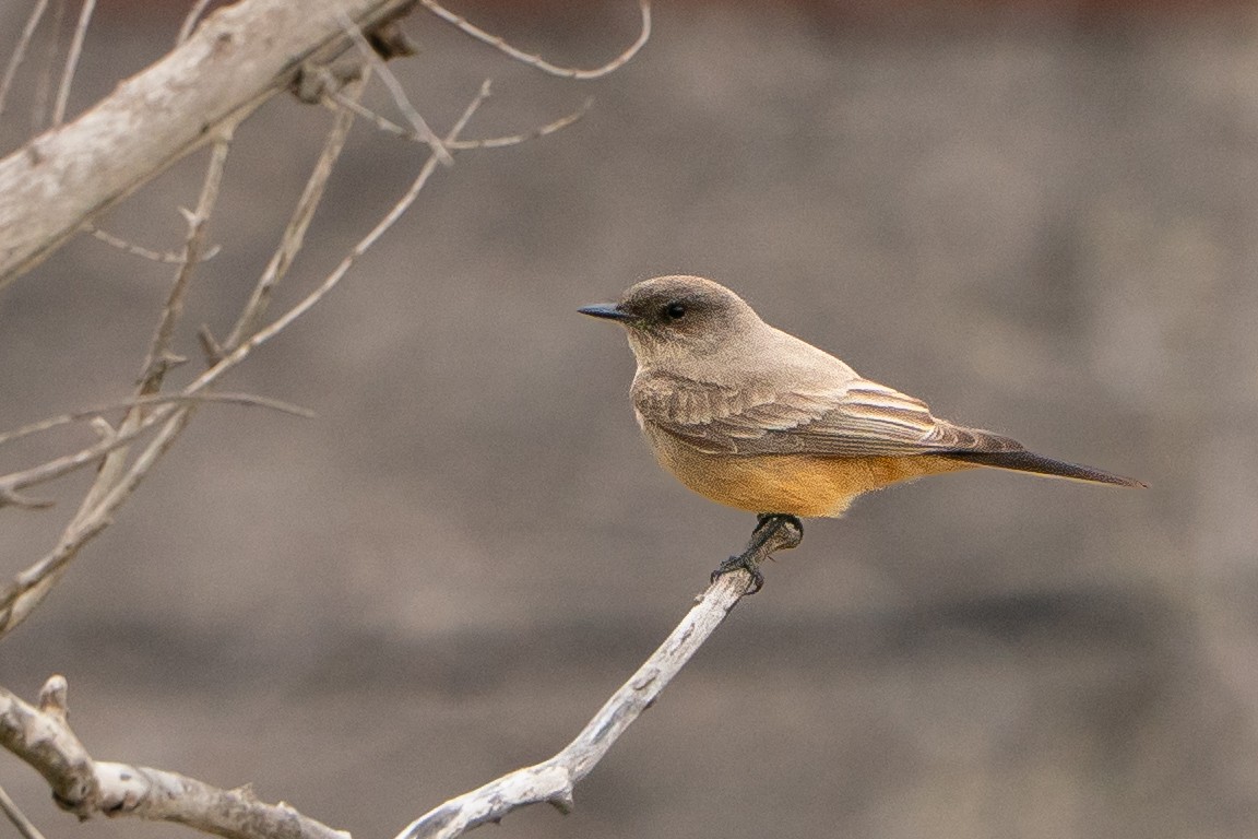 Say's Phoebe - ML639002469