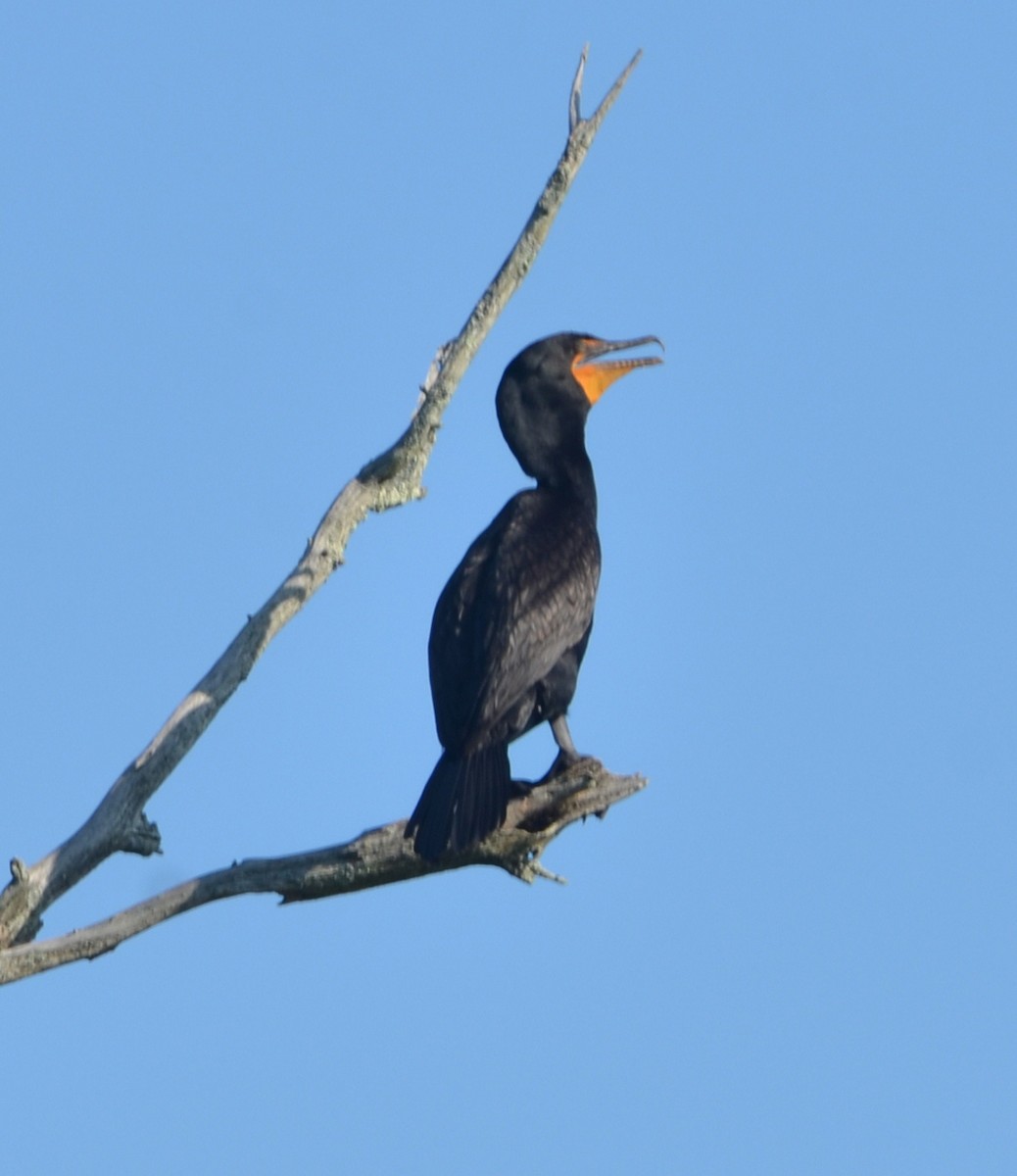 Double-crested Cormorant - ML639002509