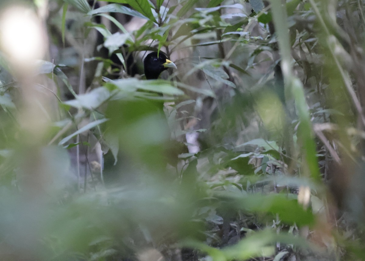 Pale-winged Trumpeter - ML639002520
