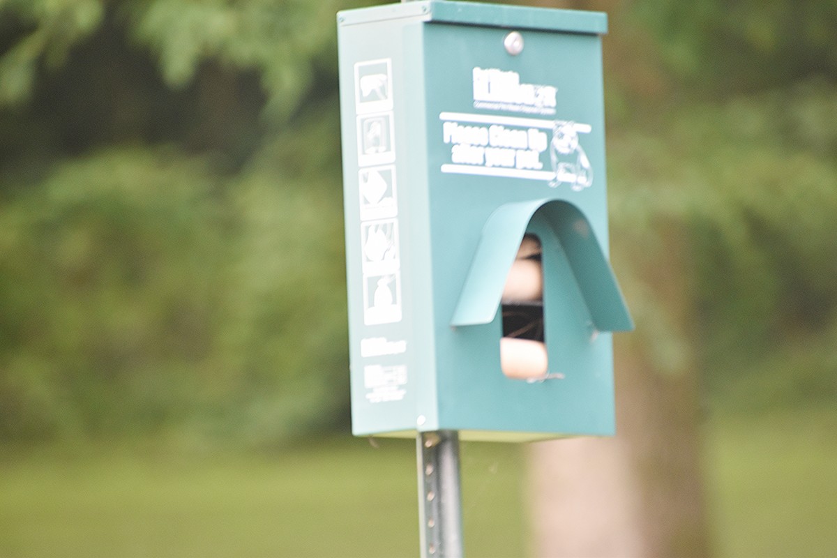 Northern House Wren - ML639002545