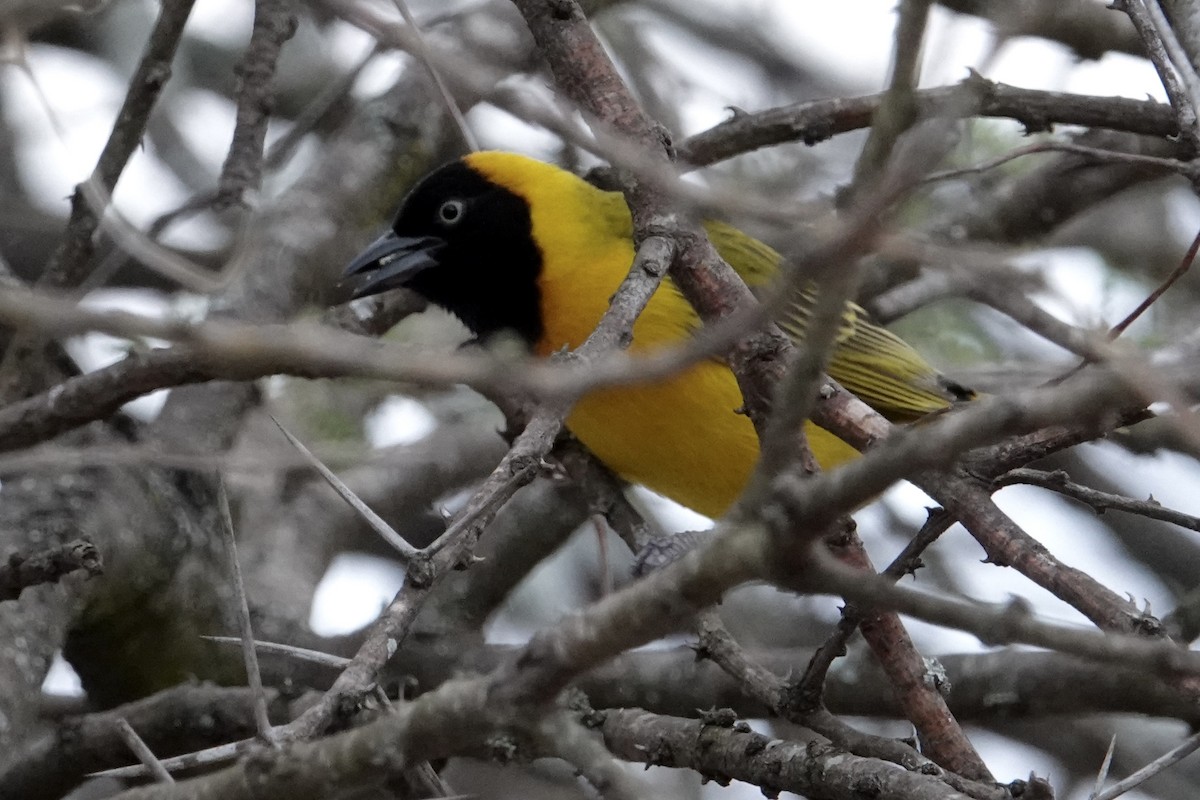 Lesser Masked-Weaver - ML639002577