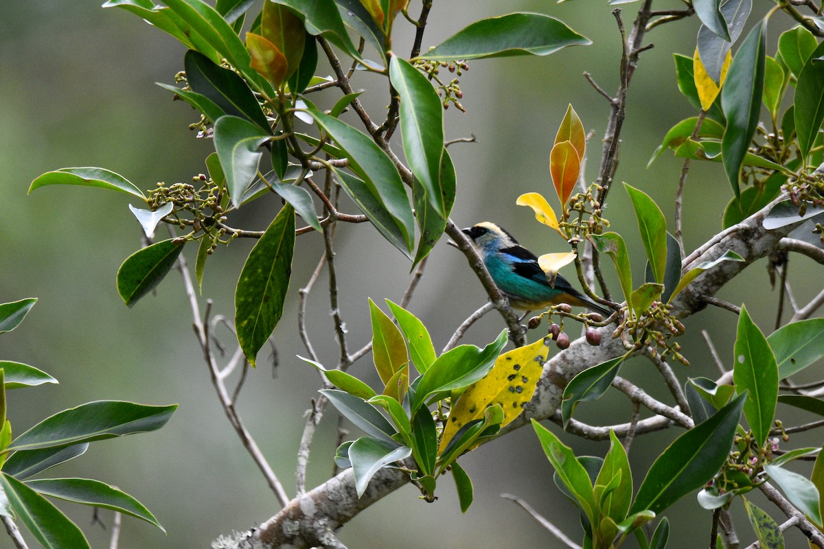 Metallic-green Tanager - ML639002623