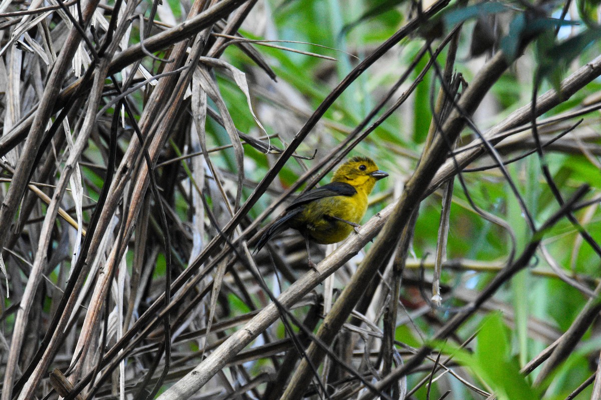 Yellow-headed Brushfinch - ML639002713
