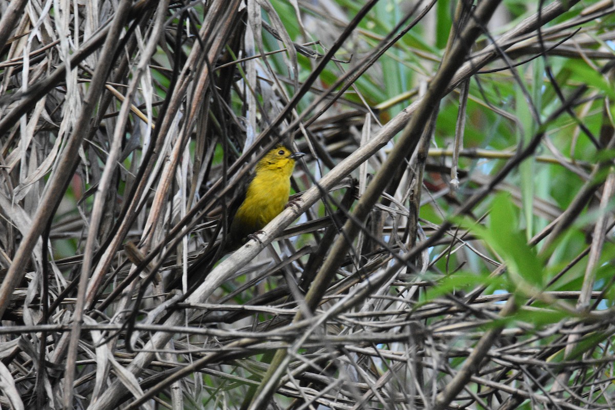 Yellow-headed Brushfinch - ML639002714