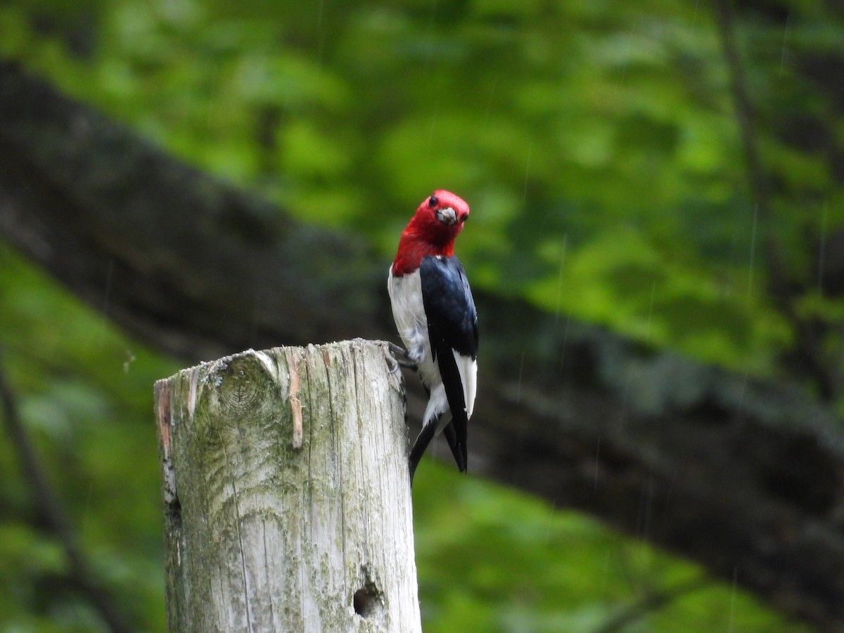 Red-headed Woodpecker - ML639002736
