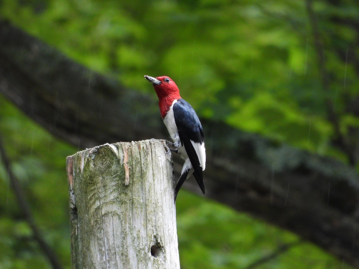 Red-headed Woodpecker - ML639002737